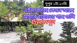 এই দাবদাহে বাগানের প্রতি আমি কেমন লক্ষ রাখি দেখুন/how to summer care of my garden's.