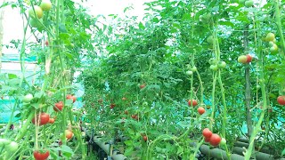 ବିନା ମାଟିର ବିଲାତି ଚାଷ ଓଡିଶାରେ ଏବେ ହେଉଛି  #hydroponic tomatoes farming in Balasore Odisha