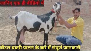 Beetal Goat Farming | बीटल बकरी पालन | Goat Farming | Complete information about Beetal goat farming