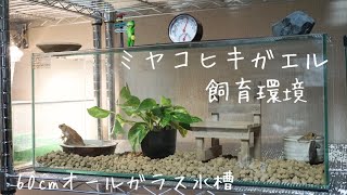 ミヤコヒキガエルをオールガラス水槽にお引越ししました【ミヤコヒキガエル飼育環境】