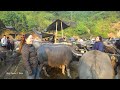 use truck buy many buffalo and transport them to the cattle market to sell my farm Đào.