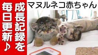 【日々、コマヌル成長日誌。-2019.06.25-】７月１３日公開中！＠那須どうぶつ王国