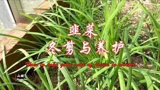 韭菜冬剪与养护(第44期) How to take good care of chives in winter (Ep44)