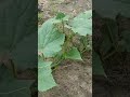 intercroping of cucumbers and paw paws #shortvideo #farming #agriculture