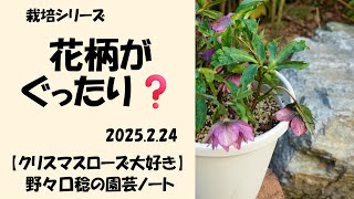 2025.2.24 花柄がぐったり❓