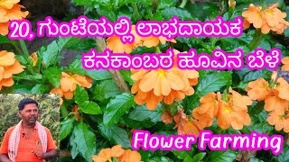 20 ಗುಂಟೆಯಲ್ಲಿ ಲಾಭದಾಯಕ ಕನಕಾಂಬರ ಹೂವಿನ ಬೆಳೆ flower farming success story