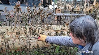 Winter Pruning: Wax Mallow for Spring’s Spiderworts