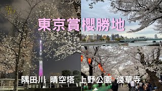 2024 Tokyo Cherry Blossom Season: Sumida River cruise/day and night viewing (full bloom), Ueno Park