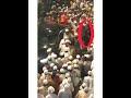 maulana arshad madani sahab video banane wale ka kiya laathi se ilaaj islaheummat