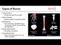 MSK Skeletal System Basics - Types of Bone