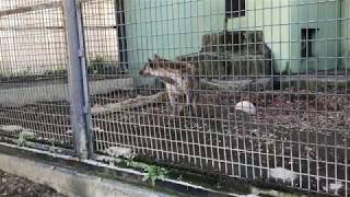 Spotted hyena cry【ブチハイエナの鳴き声】