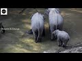 china elephant walk malayalam ഒരുവർഷമായി യാത്ര ആനക്കൂട്ടം എങ്ങോട്ട്