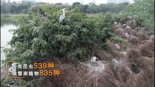 【美丽花城】广州：海珠湿地生态好，生物物种数量大幅提升