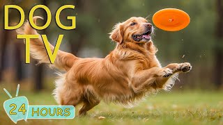 DOG TV: Video Entertainment Prevent Boredom and Fun for Dogs When Home Alone - Best Music for Dogs
