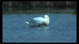 Knobbelzwaan - Cygnus olor - Mute swan - Höckerschwan