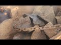 @mrbeast must watch the most satisfying stone crushing ever satisfying asmr