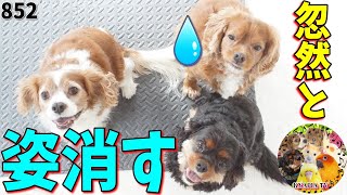 重罪で忽然と姿を消すキャバリア犬｜多頭飼いvlog動画952　Funniest Guilty Pets Reaction When Knew They Did Something Wrong