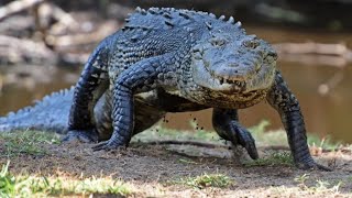 Why Crocodiles Gallop