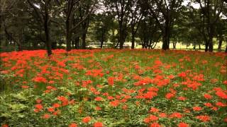 彼岸花 in 野川公園自然観察園