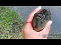 releasing giant warmouth hand feeding mosquitofish releasing big bass