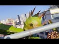 【图安一记】菜园是抗癌中的爸爸每天坚持爬上楼顶的盼头my cancer fighting dad climbs to the rooftop garden every morning