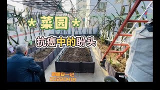 【图安一记】菜园是抗癌中的爸爸每天坚持爬上楼顶的盼头My Cancer-Fighting Dad Climbs to the Rooftop Garden Every Morning