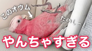 お気に入りのおもちゃで遊んだら楽しすぎて一回転していたオウムw【モモイロインコ】