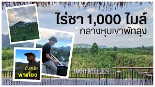 ไร่ชา1,000ไมล์ จุดเช็คอิน อ.กงหรา จ.พัทลุง #ไร่ชา1000ไมล์ #อยากไปอีก