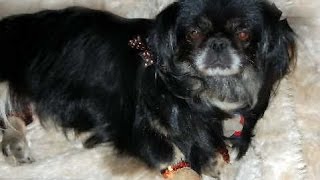 Pekingese Training Tips - Check Out These Free Pekingese Training Tips