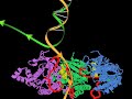 dna helicase