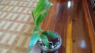 เทคนิคทำบอนไซมะพร้าวให้สวย Bonsai Coconut