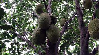 ដំណាំខ្នុរ Jackfruit