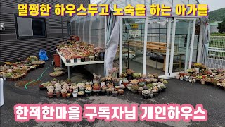 하우스는 폼인가요? 멀쩡한 하우스두고 노숙중인 이쁜 다육이들 # 다육이 #국민이 #창 #묵둥이 #판매