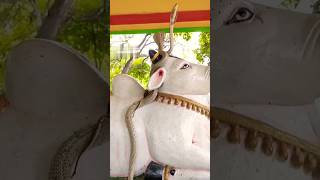 Nandi Meeda Nagaraju Video #trendingshorts #devotional #nandiswara #nagaraja #viral #plzsubscribeme