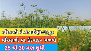 વરિયાળી માં (100) દિવસ પશી શુ માવજત કરવી || variyali ma utpadan vadhare melavo || variyali ni mahiti