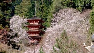 奈良 大和路 総本山 長谷寺 桜  祈りの初瀬山 花の御寺 videopage.net