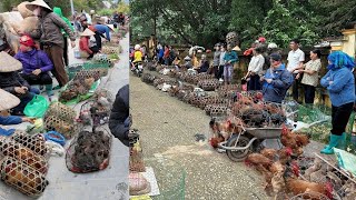 CHỢ LÙNG PHÌNH LÀO CAI - PHIÊN CHỢ MIỀN NÚI TÂY BẮC MỘC MẠC & BÌNH YÊN - BÁN NHIỀU ĐẶC SẢN NÚI RỪNG