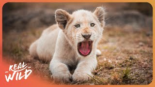 The Rare White Lions of Kruger National Park: A Survival Story