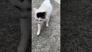 弟の家から出て来た猫のピーチ参上www😃☀️🐱🍀🌸🤲✨🐈 #cute