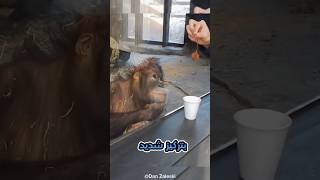 رد فعل هذا القرد مضحك 😂#animals #مضحك #ضحك #حيوانات #دقيقة #shortvideo #laugh #اضحك #قصص #reaction