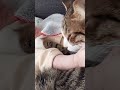 【猫と赤ちゃん】可愛すぎて、、、キュンが止まらない♡フォローよろしくにゃ♡ cat 猫 赤ちゃん