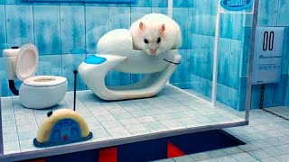 New Game for Hamster 🐹 Maze for Pets 🐹 Portal - Hamsters Challenge in real life