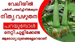 നിത്യ വഴുതന തൊടിയിലെ അത്ഭുതം | Health Tips Malayalam