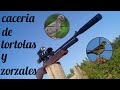 Caza de tortolas y zorzales julio 2020 / rifle pr900w