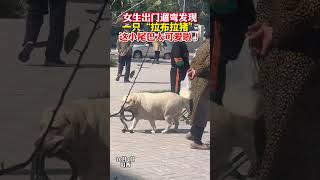 女生出门遛弯 发现一只“拉布拉猪”  这小尾巴太可爱啦！(素材来源：有一个姑梁ʕ•̫͡•ʕ•̫͡•ʔ）