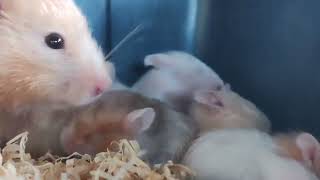 Hamster Babies with their Mother - Teddy Bear Hamster Babies