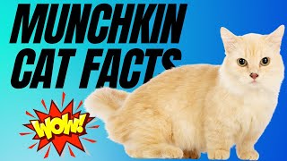 7 AMAZING Munchkin Cat Facts You Didn't Know