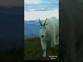 Epic Trail Camera Video Nannie Mountain Goat