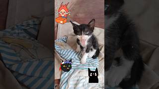 ചെറിയ വായിൽ വലിയ... #shortvideo #youtubeshortsvideo #cat #baby #funny #kitten