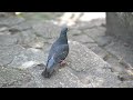 動きまくる鳩 nikon z9 4k動画